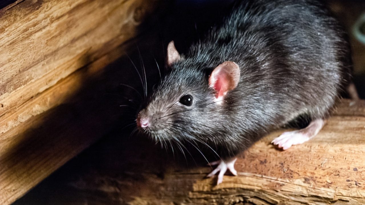 How to Catch & Trap Rats like a Pro: 7 Easy Steps