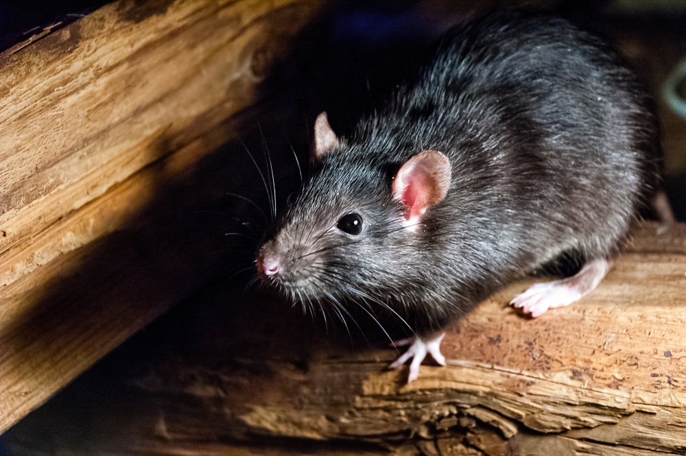 3 Ways a Mouse Can Kill You