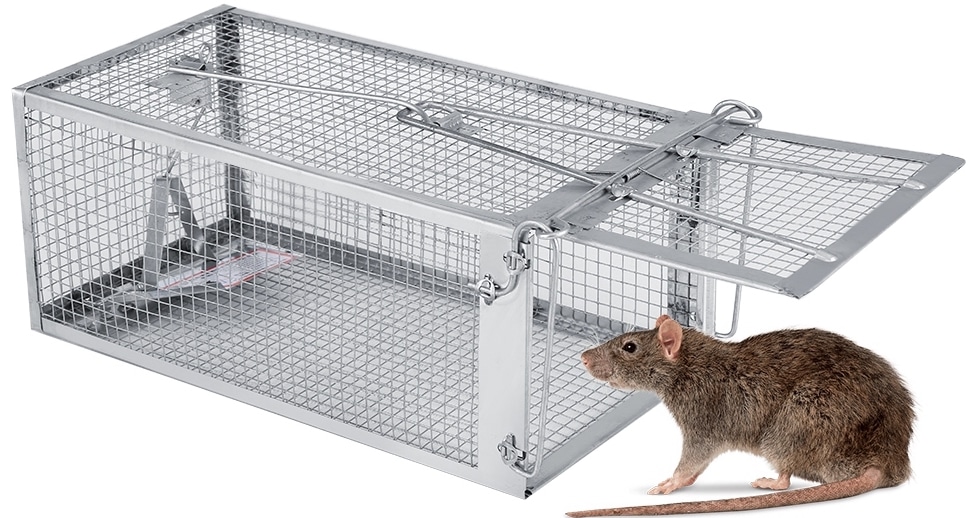 How To Get Rid Of Roof Rats Quickly, Easily & Humanely