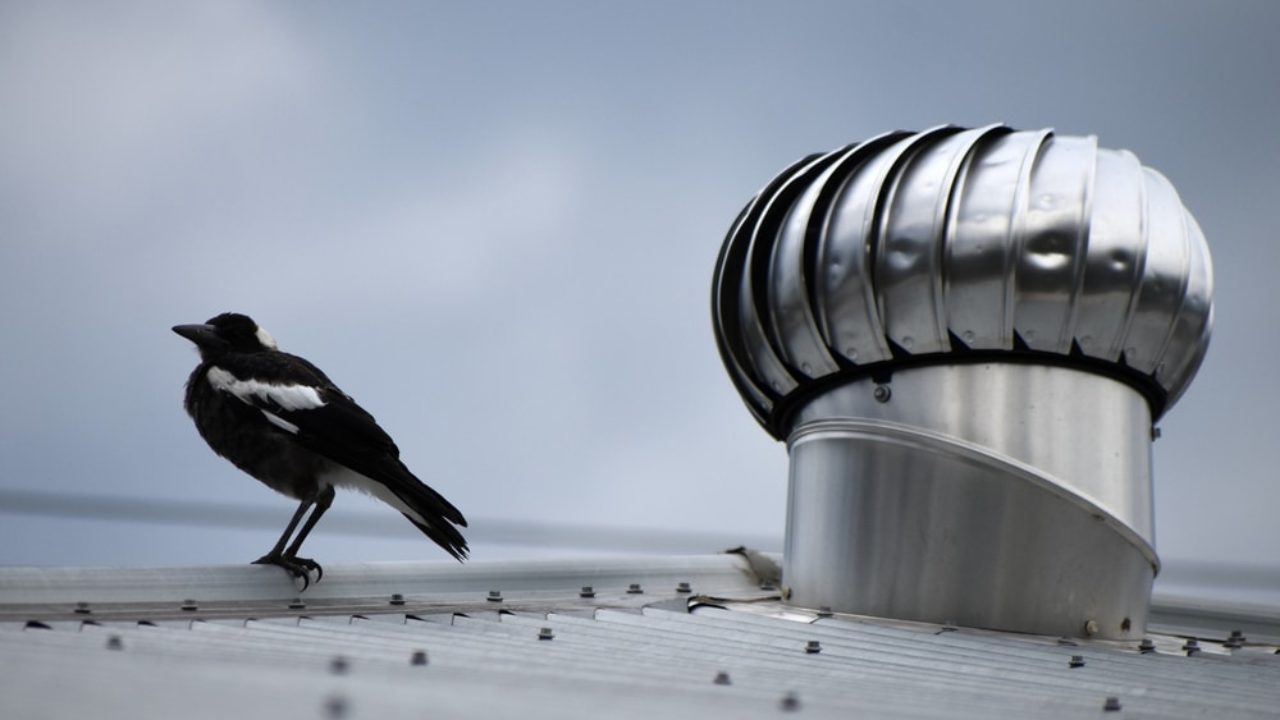 12 Proven Ways To Get Rid Of Birds On The Roof & In The Roof