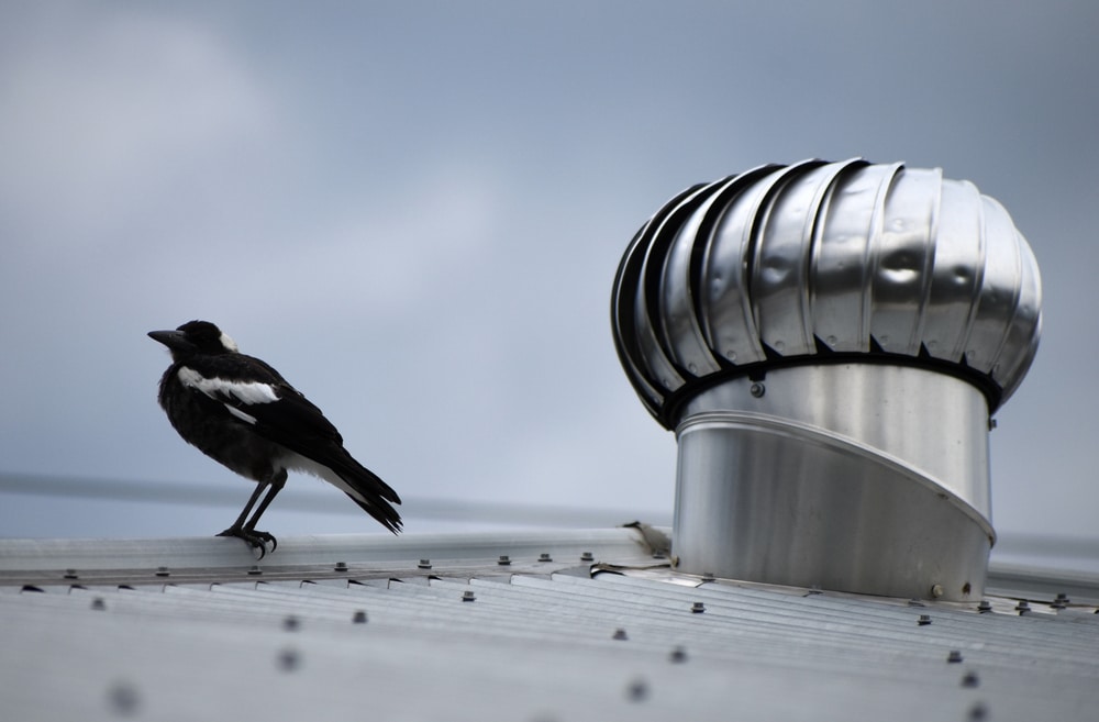 How to Remove Bird Droppings From Your Property Safely